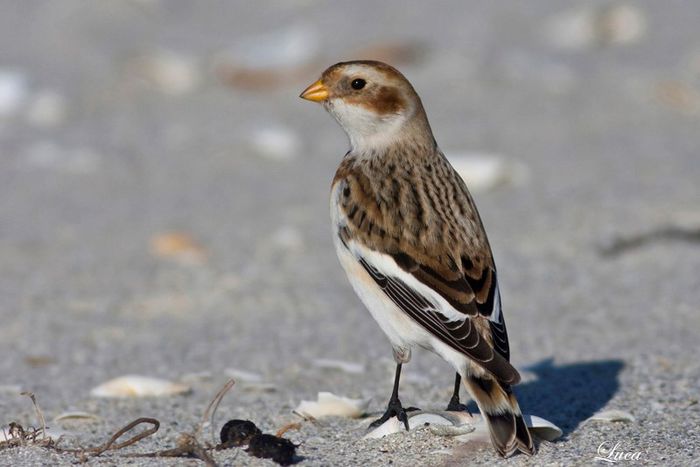 Pasarea omatului; (Plectrophenax nivalis)
