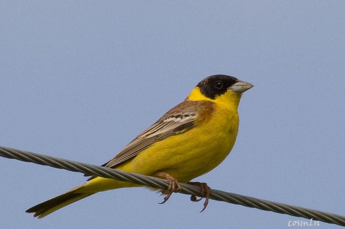 Presura cu cap negru; (Emberiza melanocephala)
