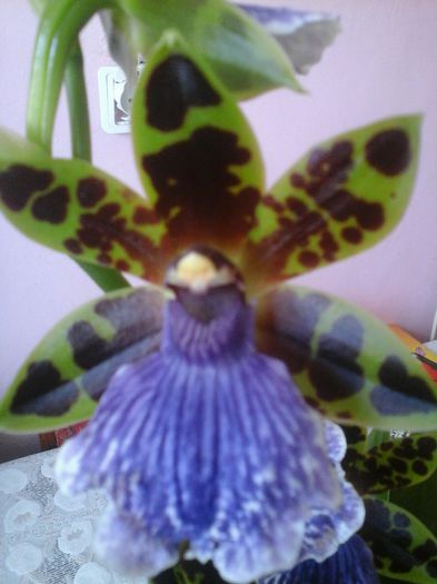 zygo floare - orhideele mele