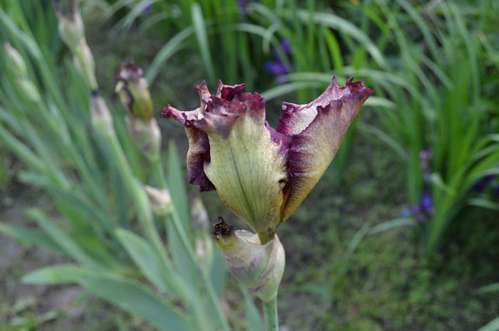 a (1 - 2014 IRISI- Lace silk and velvet in my garden