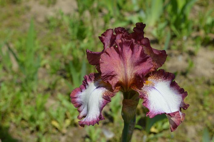 a (12) - 2014 IRISI- Lace silk and velvet in my garden