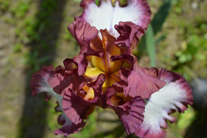 a (14) - 2014 IRISI- Lace silk and velvet in my garden