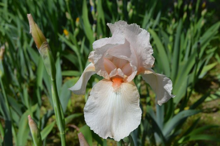 a (17) - 2014 IRISI- Lace silk and velvet in my garden