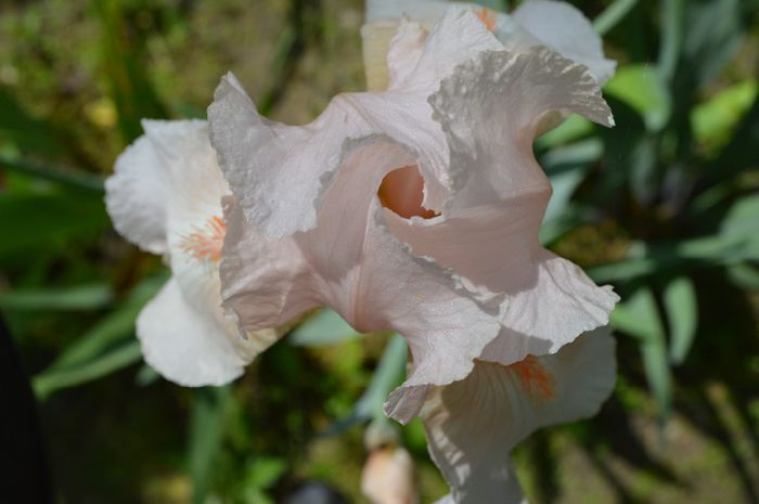 a (19) - 2014 IRISI- Lace silk and velvet in my garden