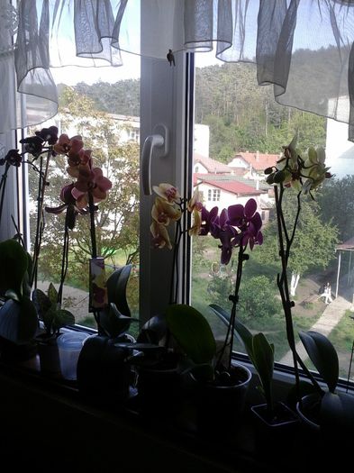 geamul de la bucatarie:) - orhideele mele