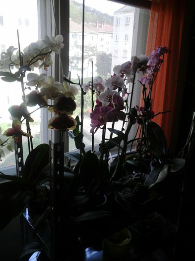 20140505_174035 - orhideele mele