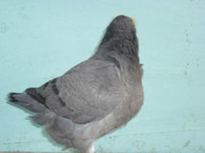 96375248_SEOSALH3 - m---PORUMBEI VANDUTI