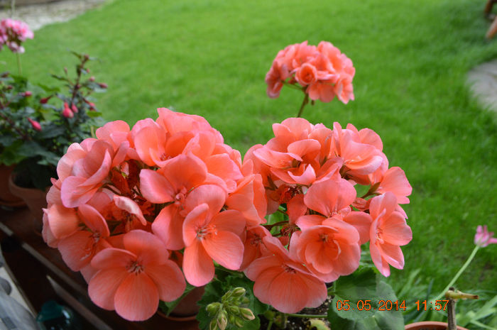 DSC_0318 - Florile mele 2014