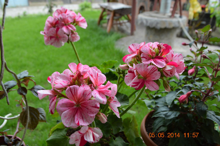 DSC_0319 - Florile mele 2014