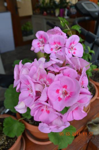 DSC_0320 - Florile mele 2014