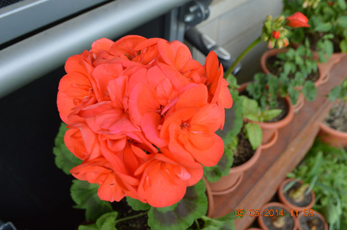 DSC_0321 - Florile mele 2014