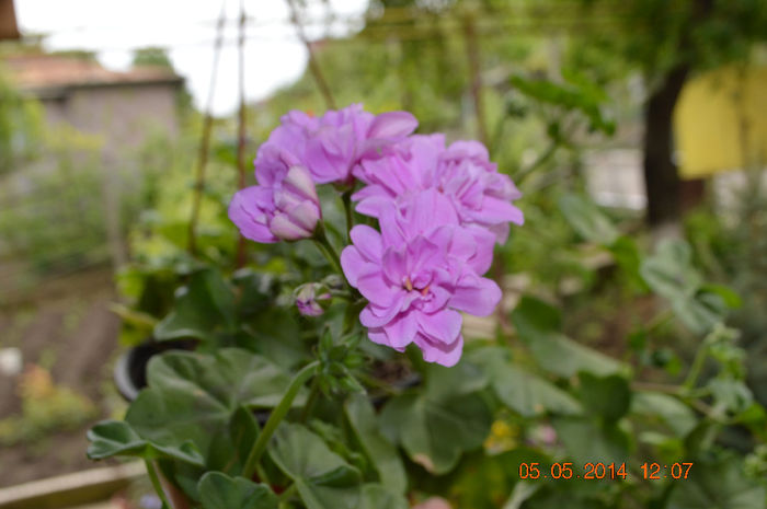 DSC_0344 - Florile mele 2014