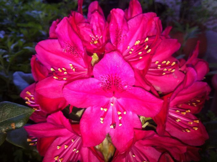 image - RHODODENDRON