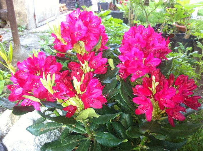 image - RHODODENDRON