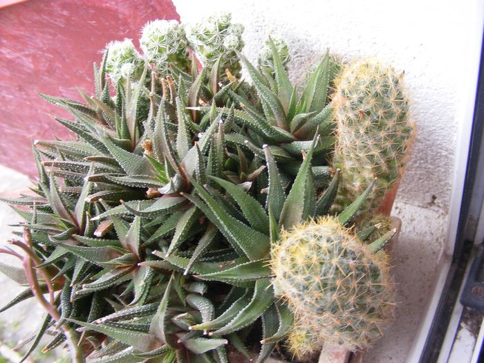 DSCF0383 - Cactusi si suculente