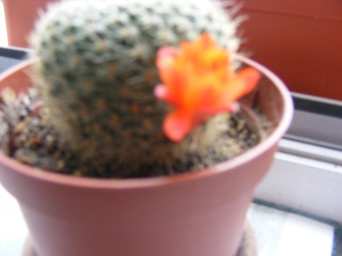 DSCF0380