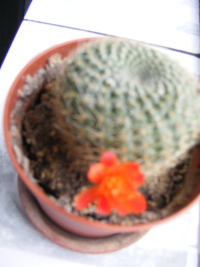 DSCF0379 - Cactusi si suculente