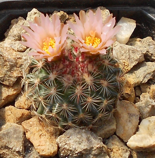 pediocactus simpsonii