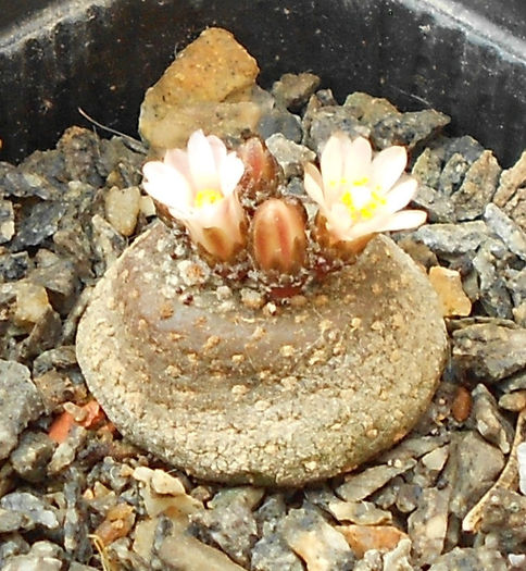 blossfeldia liliputana; cel mai mic cactus din lume
