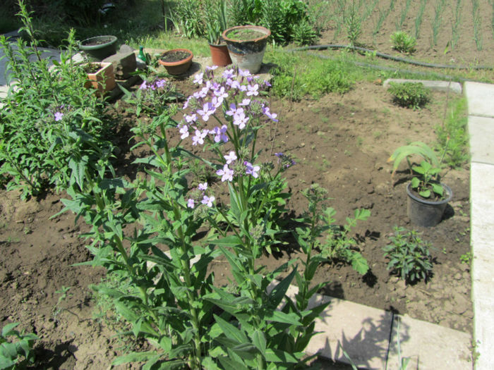 Hesperis matronalis