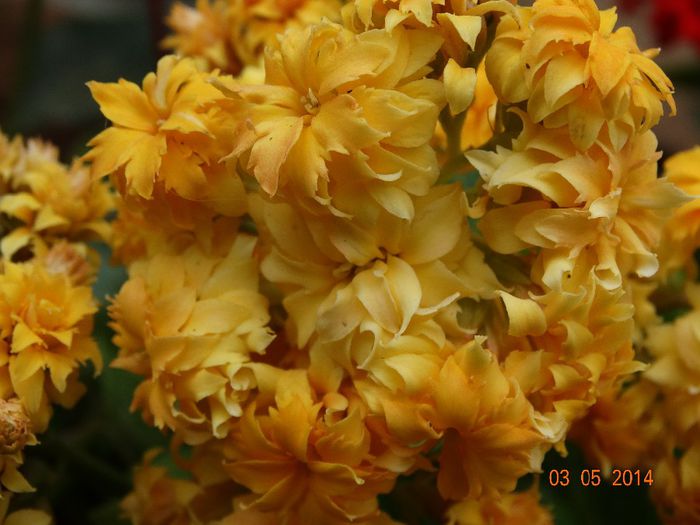 DSC03080