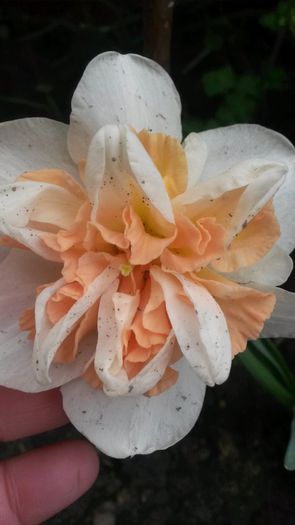  - flori de gradina 2014