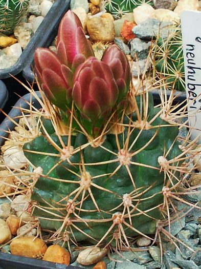 Gymnocalycium neuhuberi - Gymnocalycium neuhuberi