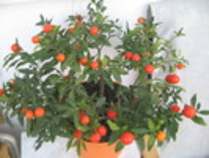 Solanum sau "marul dragostei"cand infloreste