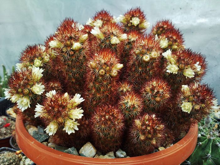 Mammillaria elongata - Mammillaria elongata