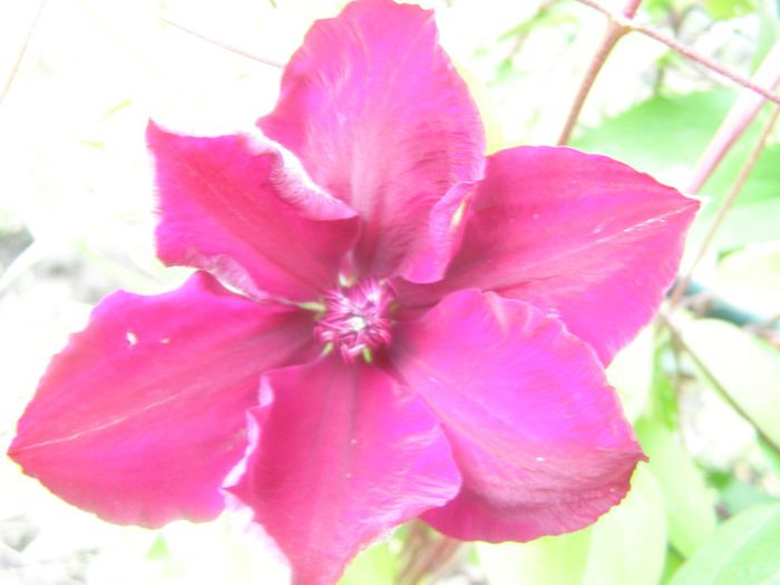 P5050012 - Clematite