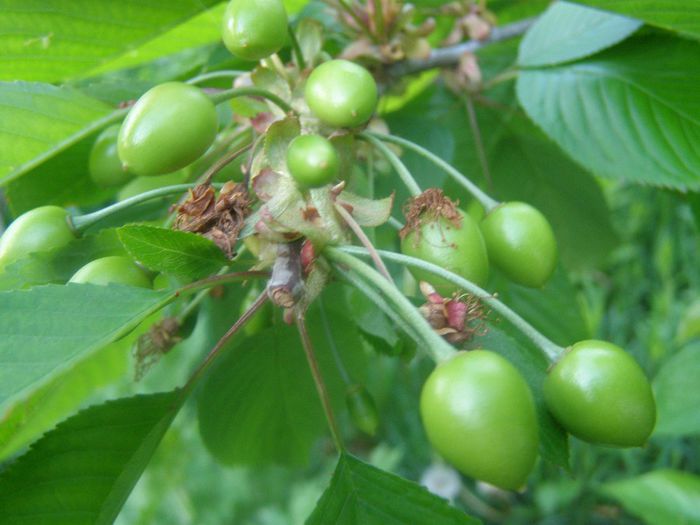 P5050020 - Pomi si Arbusti fructiferi