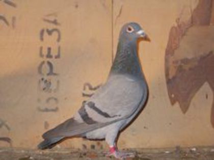 94877280_OQGGRRR - E-Amintiri