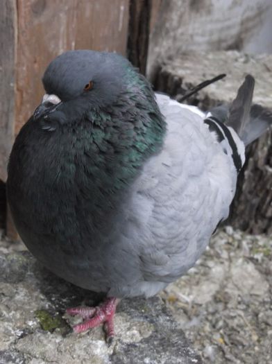 fem adorian 2012vanduta