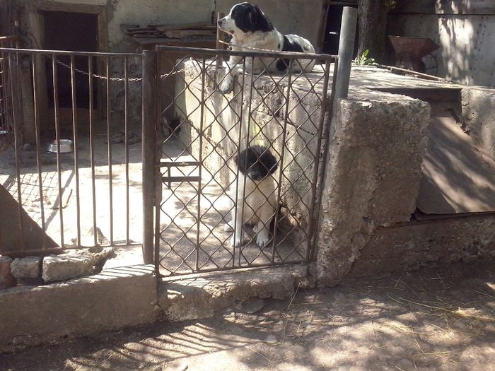 CAM01828 - dora si sasha cu noul membru ciucurel