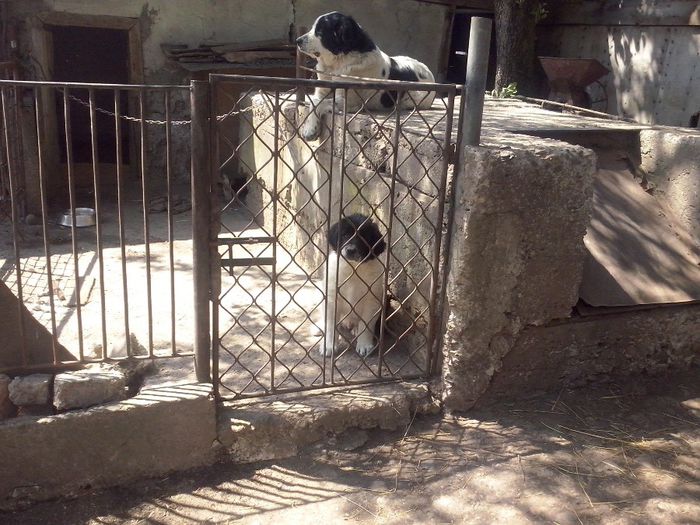 CAM01829 - dora si sasha cu noul membru ciucurel