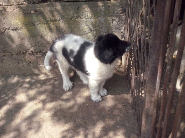 CAM01832 - dora si sasha cu noul membru ciucurel