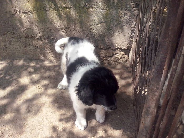 CAM01833 - dora si sasha cu noul membru ciucurel