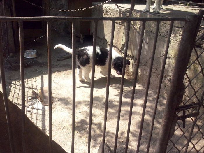 CAM01835 - dora si sasha cu noul membru ciucurel