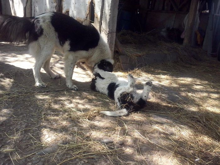 CAM01847 - dora si sasha cu noul membru ciucurel