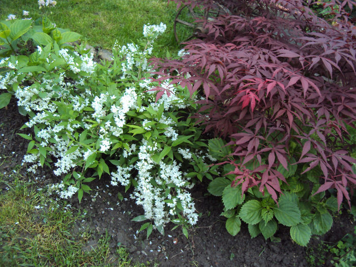 DSC03870 - 2014 Gradina