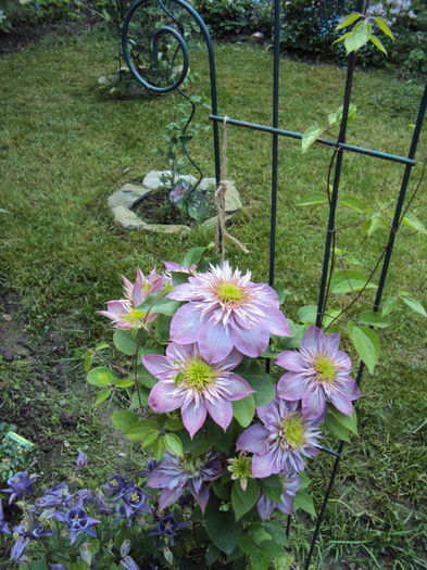 DSC03814 - 2014 Gradina