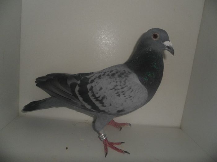 mascul turcia; mascul turcia
