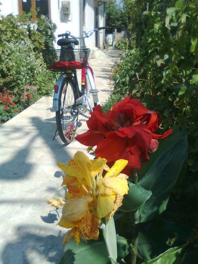 Fl. Vara Canna Indica - Flori de gradina 2011