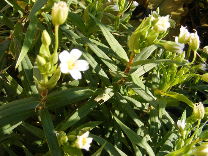 Af-Gypsophylla repens