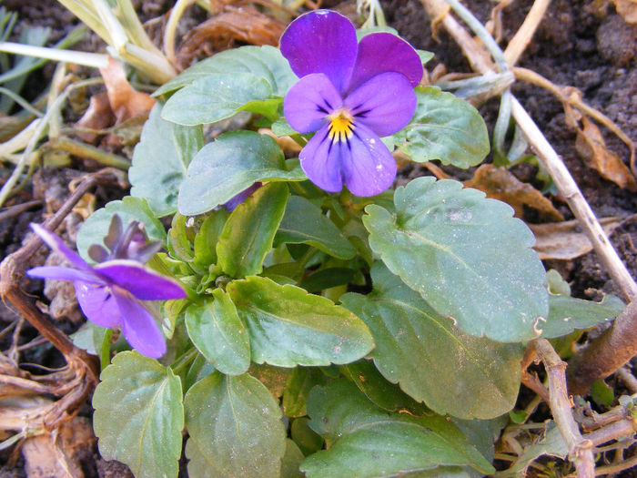 Af-Violete1 - 1 decembrie2013-ianuarie 2014