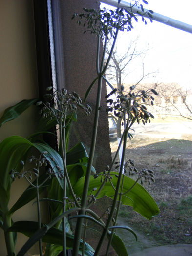 Int-Bryophyllum daigremontianum1 - 1 decembrie2013-ianuarie 2014