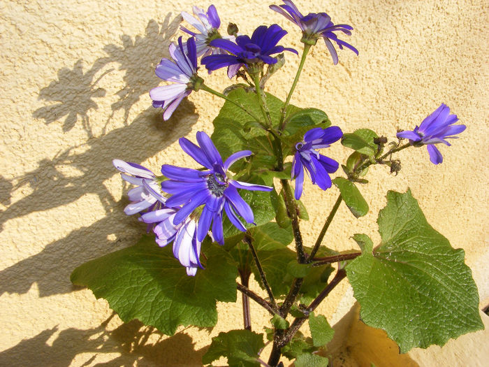 Int-Cineraria - Senecio hybridus1 - 1 decembrie2013-ianuarie 2014