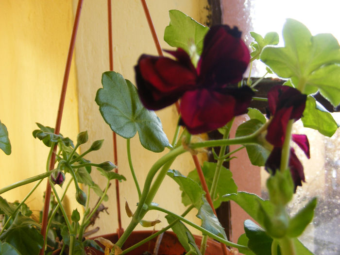 Int-Pelargonium peltatum1