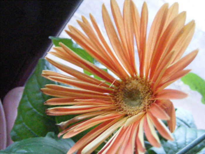 2.Gerbera1