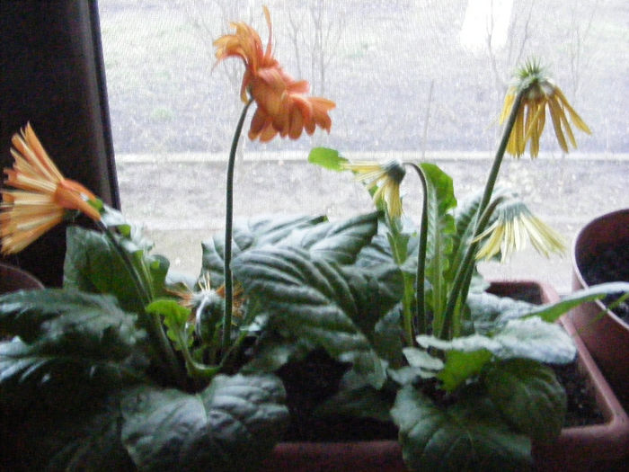 2.Gerbera4